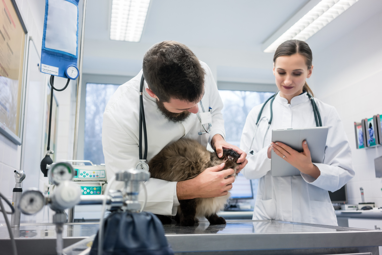 Vet Doctors Examining Cat Patient 